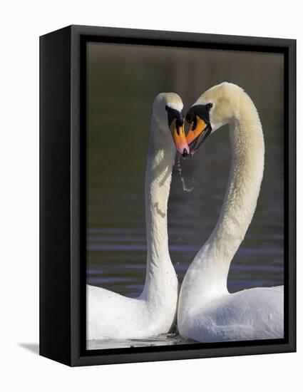 Mute Swan Pair, Courting at Martin Mere Wildfowl and Wetlands Trust Nature Reserve, Lancashire-Steve & Ann Toon-Framed Premier Image Canvas