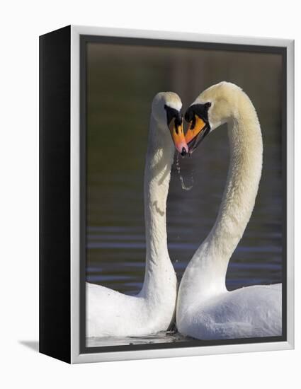 Mute Swan Pair, Courting at Martin Mere Wildfowl and Wetlands Trust Nature Reserve, Lancashire-Steve & Ann Toon-Framed Premier Image Canvas