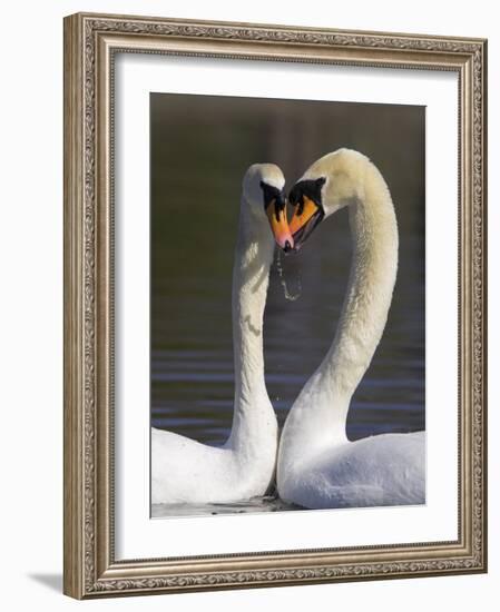 Mute Swan Pair, Courting at Martin Mere Wildfowl and Wetlands Trust Nature Reserve, Lancashire-Steve & Ann Toon-Framed Photographic Print