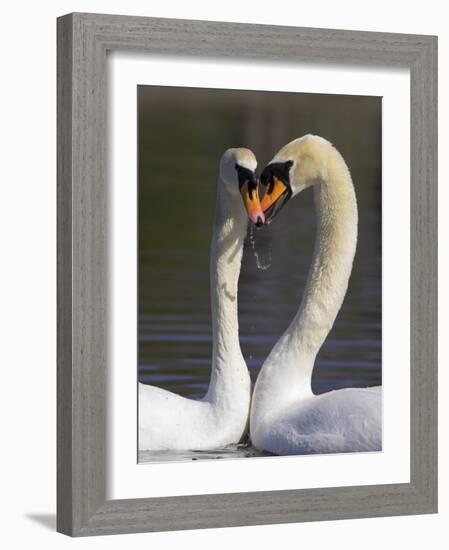 Mute Swan Pair, Courting at Martin Mere Wildfowl and Wetlands Trust Nature Reserve, Lancashire-Steve & Ann Toon-Framed Photographic Print