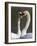 Mute Swan Pair, Courting at Martin Mere Wildfowl and Wetlands Trust Nature Reserve, Lancashire-Steve & Ann Toon-Framed Photographic Print