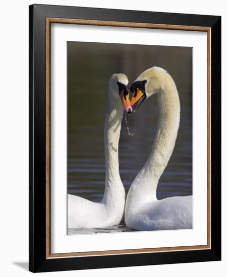 Mute Swan Pair, Courting at Martin Mere Wildfowl and Wetlands Trust Nature Reserve, Lancashire-Steve & Ann Toon-Framed Photographic Print