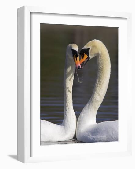 Mute Swan Pair, Courting at Martin Mere Wildfowl and Wetlands Trust Nature Reserve, Lancashire-Steve & Ann Toon-Framed Photographic Print