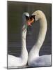 Mute Swan Pair, Courting at Martin Mere Wildfowl and Wetlands Trust Nature Reserve, Lancashire-Steve & Ann Toon-Mounted Photographic Print