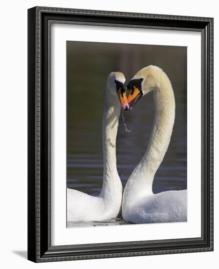 Mute Swan Pair, Courting at Martin Mere Wildfowl and Wetlands Trust Nature Reserve, Lancashire-Steve & Ann Toon-Framed Photographic Print