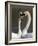 Mute Swan Pair, Courting at Martin Mere Wildfowl and Wetlands Trust Nature Reserve, Lancashire-Steve & Ann Toon-Framed Photographic Print