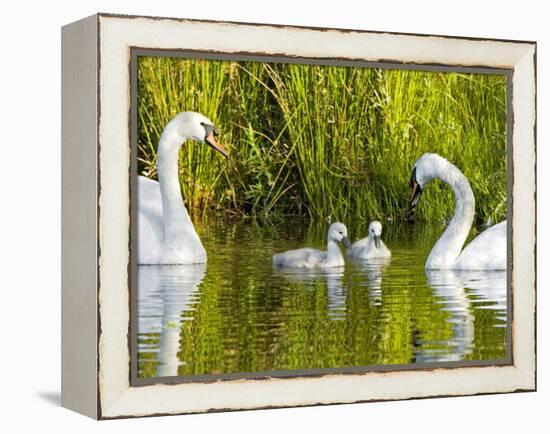 Mute Swan, Stanley Park, British Columbia-Paul Colangelo-Framed Premier Image Canvas