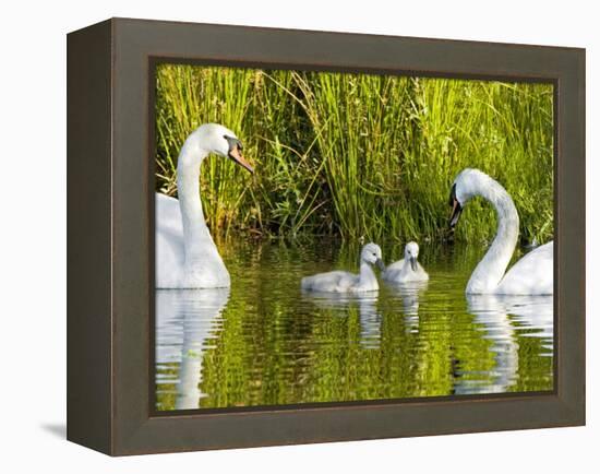 Mute Swan, Stanley Park, British Columbia-Paul Colangelo-Framed Premier Image Canvas