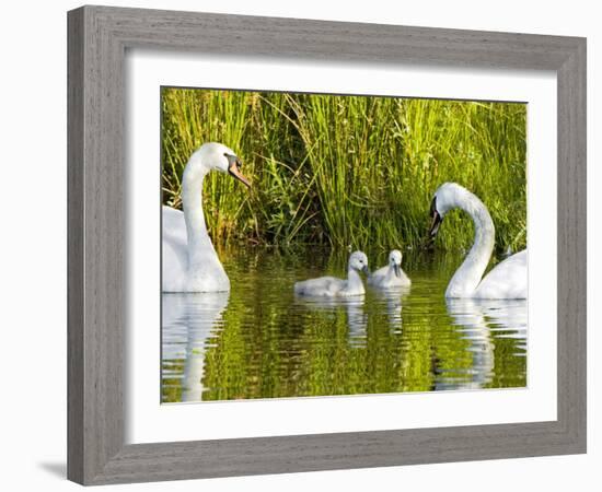 Mute Swan, Stanley Park, British Columbia-Paul Colangelo-Framed Photographic Print