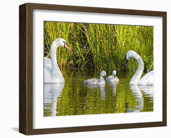 Mute Swan, Stanley Park, British Columbia-Paul Colangelo-Framed Photographic Print