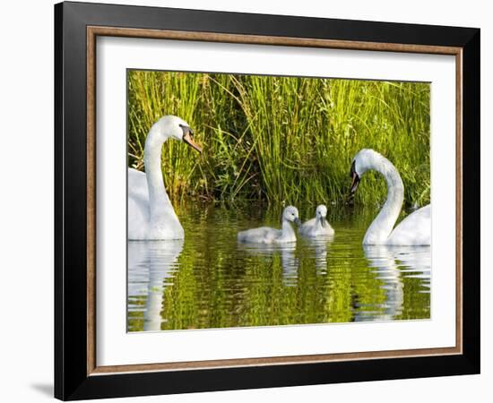 Mute Swan, Stanley Park, British Columbia-Paul Colangelo-Framed Photographic Print