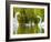 Mute Swan, Stanley Park, British Columbia-Paul Colangelo-Framed Photographic Print