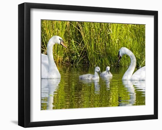 Mute Swan, Stanley Park, British Columbia-Paul Colangelo-Framed Photographic Print