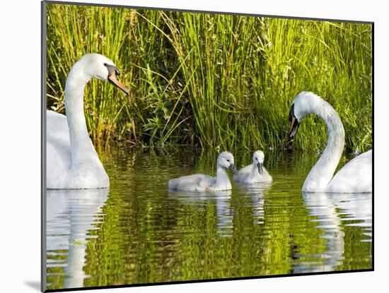 Mute Swan, Stanley Park, British Columbia-Paul Colangelo-Mounted Photographic Print