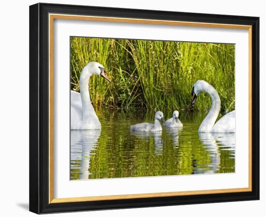 Mute Swan, Stanley Park, British Columbia-Paul Colangelo-Framed Photographic Print