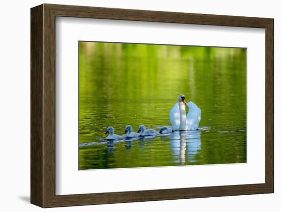 Mute swan with cygnets, Devon , UK-David Pike-Framed Photographic Print