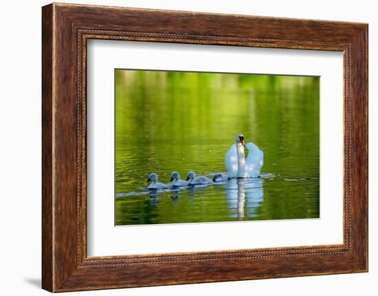 Mute swan with cygnets, Devon , UK-David Pike-Framed Photographic Print