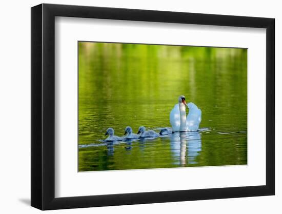 Mute swan with cygnets, Devon , UK-David Pike-Framed Photographic Print