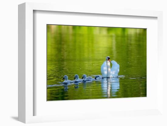 Mute swan with cygnets, Devon , UK-David Pike-Framed Photographic Print