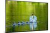 Mute swan with cygnets, Devon , UK-David Pike-Mounted Photographic Print