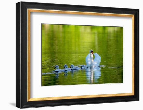 Mute swan with cygnets, Devon , UK-David Pike-Framed Photographic Print