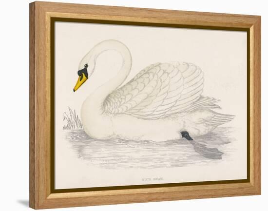 Mute Swan-Reverend Francis O. Morris-Framed Stretched Canvas