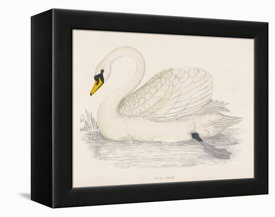 Mute Swan-Reverend Francis O. Morris-Framed Stretched Canvas