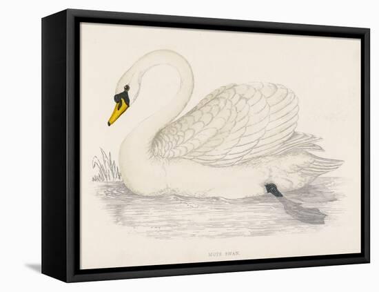 Mute Swan-Reverend Francis O. Morris-Framed Stretched Canvas