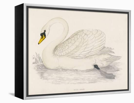 Mute Swan-Reverend Francis O. Morris-Framed Stretched Canvas