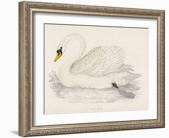 Mute Swan-Reverend Francis O. Morris-Framed Art Print