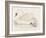 Mute Swan-Reverend Francis O. Morris-Framed Art Print