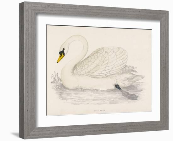 Mute Swan-Reverend Francis O. Morris-Framed Art Print