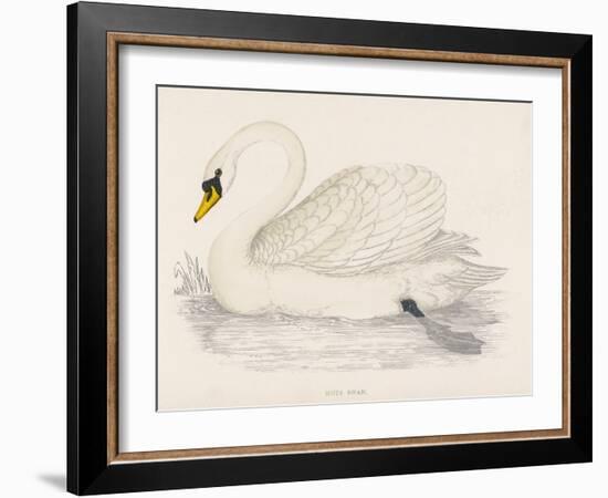 Mute Swan-Reverend Francis O. Morris-Framed Art Print