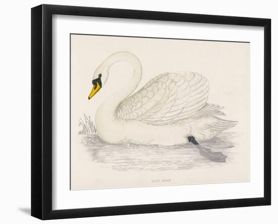 Mute Swan-Reverend Francis O. Morris-Framed Art Print