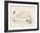 Mute Swan-Reverend Francis O. Morris-Framed Art Print