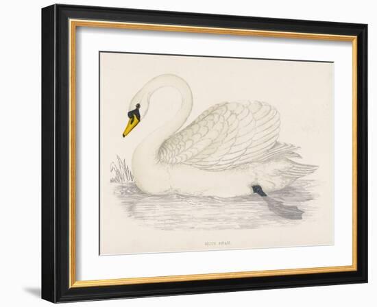 Mute Swan-Reverend Francis O. Morris-Framed Art Print