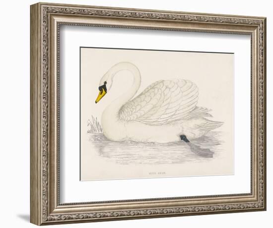 Mute Swan-Reverend Francis O. Morris-Framed Art Print