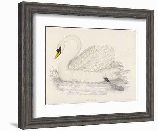 Mute Swan-Reverend Francis O. Morris-Framed Art Print