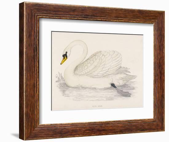 Mute Swan-Reverend Francis O. Morris-Framed Art Print