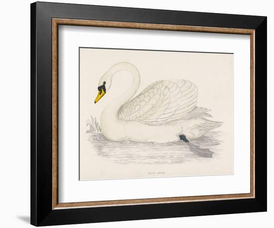 Mute Swan-Reverend Francis O. Morris-Framed Art Print