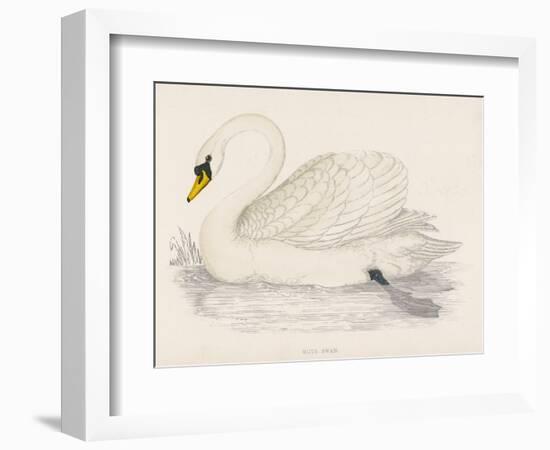 Mute Swan-Reverend Francis O. Morris-Framed Art Print