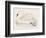 Mute Swan-Reverend Francis O. Morris-Framed Art Print