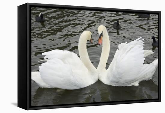 Mute Swans Courting-Georgette Douwma-Framed Premier Image Canvas