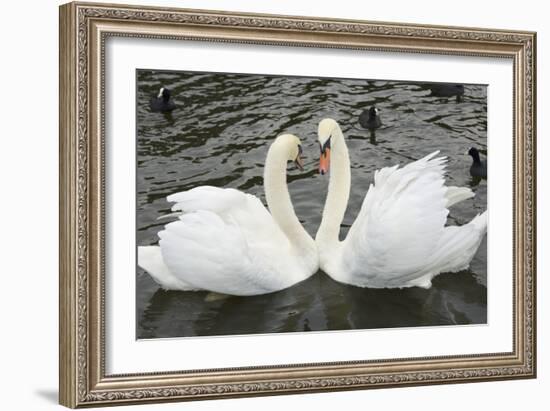 Mute Swans Courting-Georgette Douwma-Framed Photographic Print