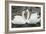 Mute Swans Courting-Georgette Douwma-Framed Photographic Print