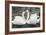 Mute Swans Courting-Georgette Douwma-Framed Photographic Print