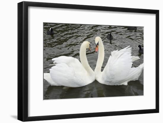 Mute Swans Courting-Georgette Douwma-Framed Photographic Print