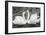 Mute Swans Courting-Georgette Douwma-Framed Photographic Print