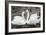 Mute Swans Courting-Georgette Douwma-Framed Photographic Print