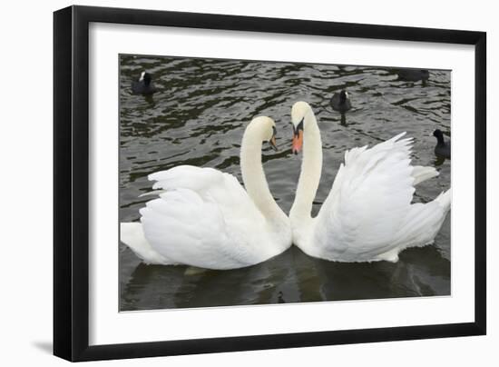 Mute Swans Courting-Georgette Douwma-Framed Photographic Print